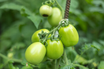 Green tomatoes on a branch. close up