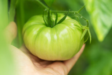 Home grown tomato being held by an outstretched hand. Green tomato