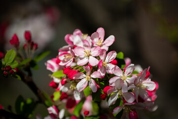 Obraz premium Cluster of pink and white blossom flowers blooming on a tree branch, photographed in sunlight with a soft blurred background.