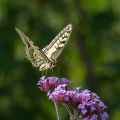 Papilio machaon