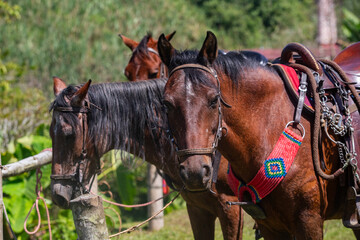 Obraz premium A group of horses and mules prepare for a ride in Colombia