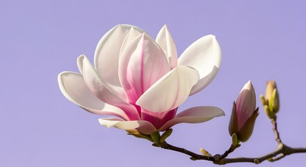 Close-up of a Delicate Magnolia Blossom Blooming Against a Soft Purple Sky in Springtime