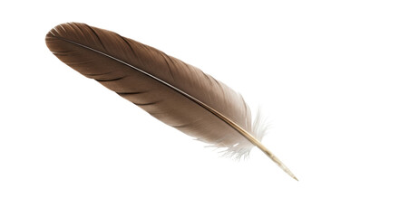 Isolated Brown Feather