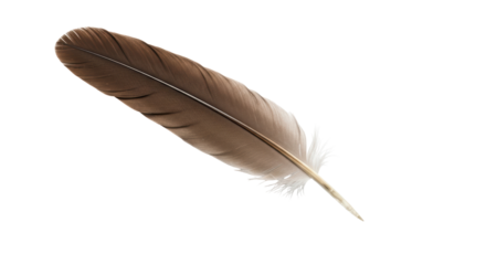 Isolated Brown Feather