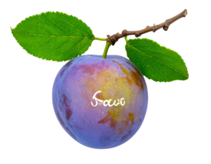  Japanese Plum on a Branch with Leaves, Angled Side View, Isolated