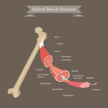 Skeletal Muscle Structure Anatomy Diagram. Educational anatomy diagram showing skeletal muscle structure with labeled parts including fibers, fascicle, tendon, bone, and myofibrils.

