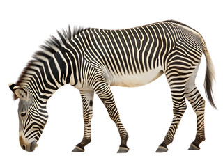 Fototapeta premium Striking Zebra Grazing Isolated , isolated on transparent background
