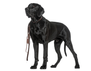Side Profile of Black Great Dane in Show Dog Stance, Transparent Background