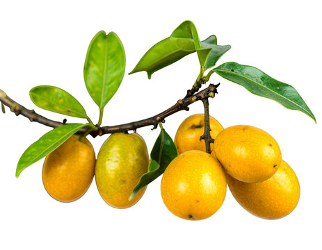 Kepel Fruits with Green Leaves on Small Branch, Angled Side Composition, Isolated