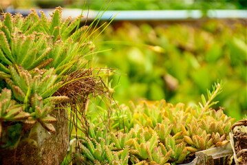 Close-up of Kalanchoe Pinnata Succulents, Small stem of Kalanchoe pinnata growing on the ground.