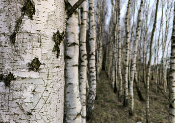 Birch grove in early spring. Close-up of birch trunks.