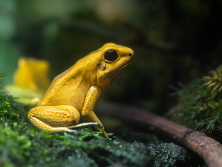 Frosch