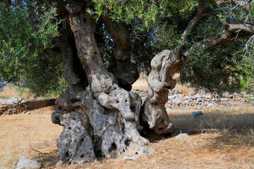 Alter Olivenbaum (Olea europaea) Insel Kreta, Griechenland, Europa 