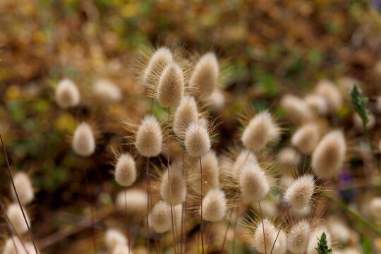 Samtgras (Lagurus ovatus)  S&uuml;&szlig;grasgew&auml;chs