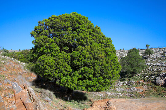 Steineiche (Quercus ilex) Laubbaum, Mediterran