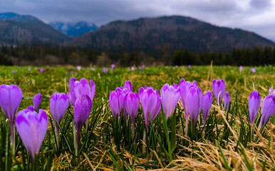 Fototapeta premium Blooming purple crocuses in spring on a hillside among grass against a background of mountains with snowy peaks 