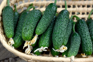 Fresh cucumbers in garden basket close-up. Food photography