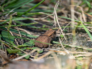 Frosch