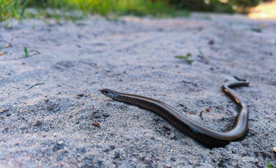 The smooth snake is crawling on the ground in the forest, close-up photo. Non-venomous species of reptiles in Europe.