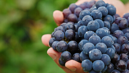Extreme close-up of farmer holding fresh grapes in hands. Detailed view of water-dropped grapes. Harvest season, organic farming, healthy lifestyle, perfect for advertising and farm-to-table concepts.