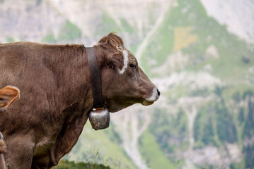 Brown Swiss cow with a traditional bell around its neck standing on an alpine slope, with blurred mountain scenery in the background