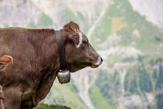 Brown Swiss cow with a traditional bell around its neck standing on an alpine slope, with blurred mountain scenery in the background - Powered by Adobe