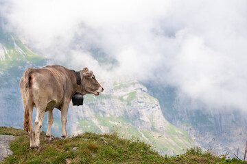 Young brown cows with bells at the top of a peak on the Swiss alps © S J Lievano