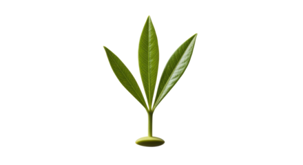 Isolated plant shoot with three leaves, a fresh green plant with long pointed leaves