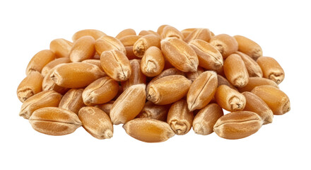Isolated heap of golden wheat kernels, whole grain seeds for healthy diet food ingredient