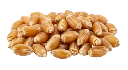 Isolated heap of golden wheat kernels, whole grain seeds for healthy diet food ingredient