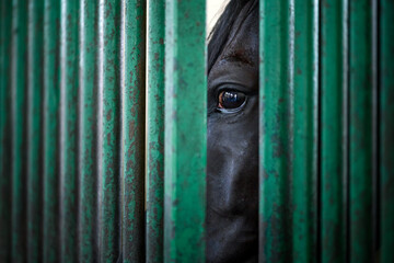 Black horse looking throws green metal bars of horse pen. Fear and fright in horse eye