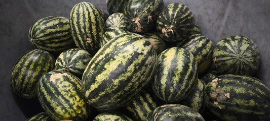 Watermelon Fresh Fruit from the Garden