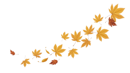 Autumn leaves gracefully falling create a seasonal design on transparent background
