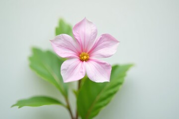 Single common skullcap flower against pure white backdrop, common skullcap, blooming
