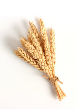 spikelets of wheat on a white background. Vertical photo format
