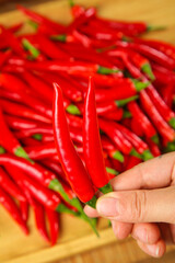 Fresh Red Sichuan Chili Peppers Being Hand Picked for Spicy Asian Cooking