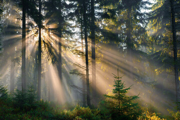 Obraz premium Sunbeams illuminate a misty forest tall trees stand tall young trees sprout below