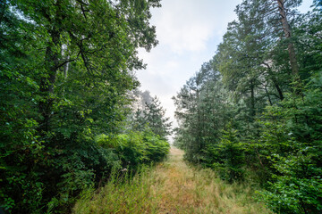 Wanderweg hinter dem Hüttenbrunnen in Edenkoben im Morgennebel mit stimmungsvoller Lichtstimmung