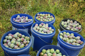 Fresh Sichuan Plums in Buckets - May Harvest of Crisp Stone Fruits from Local Farmers