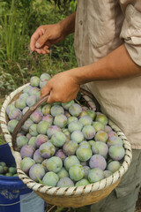 Freshly Picked Sichuan Plums in Wicker Basket - Farmer's Joy During May Harvest Season