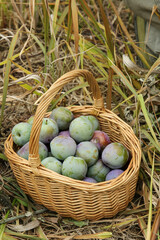 Fresh Plum Harvest in Wicker Basket - Organic Farming and Seasonal Fruit Collection