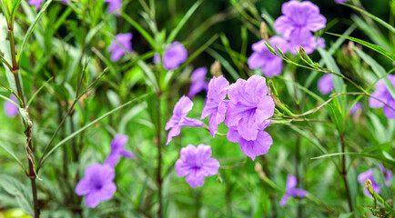 Fototapeta premium Ruellia tuberosa, also known as minnieroot, fever root, snapdragon root and sheep potato, is a species of flowering plant in the family Acanthaceae.