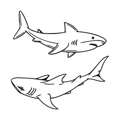 marine predator sharks outline