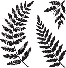 Three detailed black fern leaf silhouettes arranged on a clean white background isolated on white background