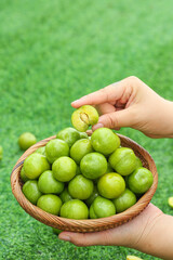 Fresh Green Plums in Wicker Basket - Hand Picking Ripe Fruit Outdoors