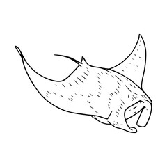 ocean life series: manta ray vector illustration
