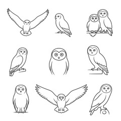 Vector art of collection of owl illustrations, showcasing various poses and styles, perfect for naturethemed designs and educational materials