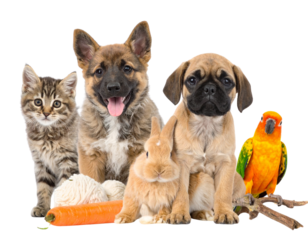  Playful Domestic Animals with Veterinary Concept – Puppy, Kitten, Bunny, and Parrot, Isolated