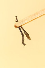 Organic Tea Leaves Biluochun Longjing Held in Bamboo Tweezers Mountain Plantation Fresh Plucked High Quality Chinese Green Tea