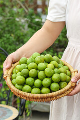 Fresh Green Plums in Wicker Basket Held by Woman in Garden - Organic Fruit Harvest